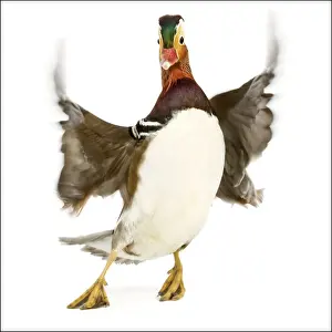 Mandarin Prints: Duck - Mandarin - taking off. In studio