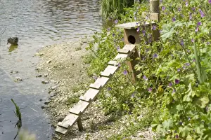 Norfolk Prints: Duck nesting box and ladder - Pensthorpe Conservation Centre Fakenham Norfolk UK