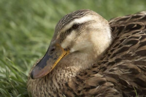 Ornithology Gallery: Duck, Richmond, Tasmania, Australia
