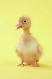 Calling Collection: Duckling