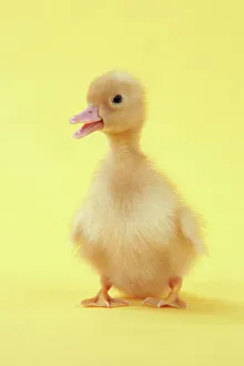 Calling Collection: Duckling