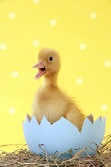 Easter Collection: Duckling - in blue egg shell - easter - captionable - cute - yellow Digital Manipulation