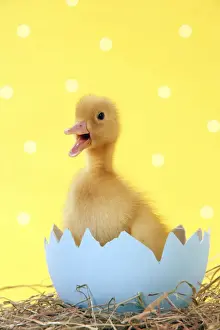 Eggs Prints: Duckling - in blue egg shell - easter - captionable - cute - yellow Digital Manipulation: added white spots