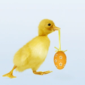 Images Dated 6th June 2004: Duckling - carrying easter egg Digital Manipulation: added colour background - Egg Su