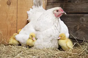 Farm Animal Prints: Duckling - with foster mother hen