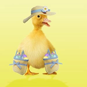 Easter Collection: Duckling - in hat carrying easter eggs Digital Manipuation: Colour background - eggs - hat & bag