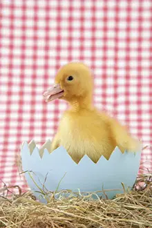 Duckling - in large egg shell