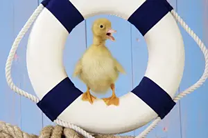 Duckling - with lifebelt
