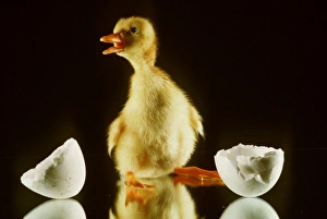 Images Dated 3rd March 2008: DUCKLING - on mirror, mouth open, with broken eggshell