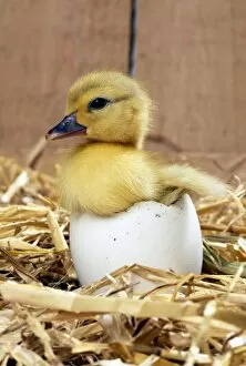 Images Dated 3rd March 2008: DUCKLING - Muscovy Duckling in egg shell