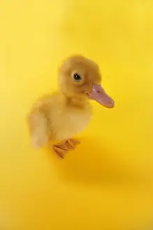 Fish Eye Prints: Duckling. taken with fisheye lens