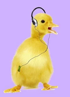 Duckling wearing headphones listening to iPod /
