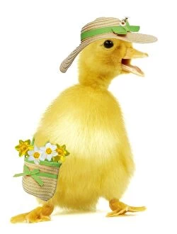 Duckling - wearing straw hat & carrying bag with daffodils