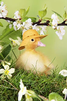 Bonnet Gallery: Duckling, wearing straw hat in spring