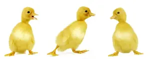 Ducklings