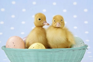 Easter Collection: Ducklings, in basket with coloured eggs Digital Manipulation: changed basket colour