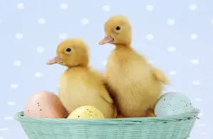 Ducklings - in basket with coloured eggs Digital Manipulation: added colour to basket