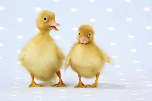 Ducklings on blue spotted background