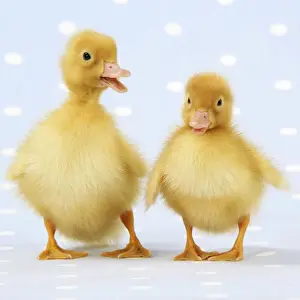 Ducklings on blue spotted background