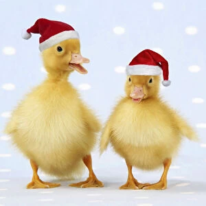 Images Dated 27th June 2021: Ducklings on blue spotted background wearing, red Christmas Santa hats Date: 11-04-2009
