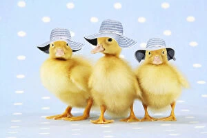 Bonnet Gallery: Ducklings, on blue spotted background wearing hats