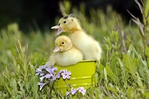 Bucket Gallery: Ducklings - two a few days old sitting together