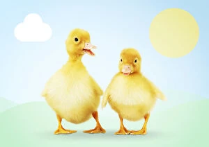 Easter Gallery: Ducklings in spring, illustrated spring scene