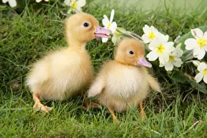 Baby Animal Prints: Ducklings. in spring set
