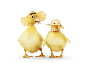 Straw Gallery: Ducklings wearing easter bonnets / straw hats