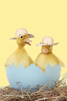 Easter Gallery: Ducklings wearing straw hats / easter bonnet