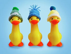 Ducklings in woolly hats