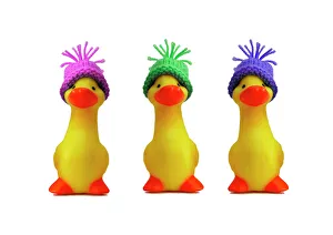 Images Dated 4th December 2008: Ducklings - in wooly hats