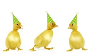 Images Dated 6th June 2004: Ducks- line of 3 ducklings wearing party hats Manipulated Image: Foot and hats added