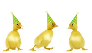 Easter Prints: Ducks- line of 3 ducklings wearing party hats Manipulated Image: Foot and hats added