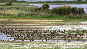 Images Dated 12th September 2005: Ducks in winter. Husum - North of Germany