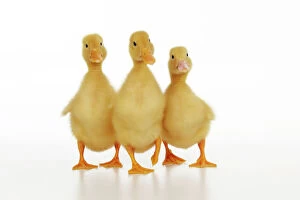 Farm Animals Collection: DUCK.Three ducklings stood in a row