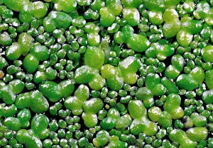 Images Dated 19th October 2004: Duckweed Dividing leaves Gardenpond, Cornwall, UK