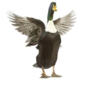 Images Dated 9th July 2008: Duclair Duck - flapping wings in studio