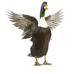 Flapping Prints: Duclair Duck - flapping wings in studio