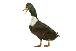 Duclair Duck - in studio