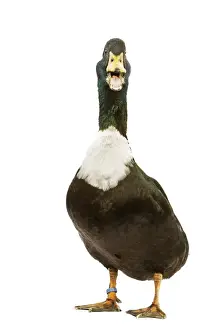 Duclair Duck - in studio