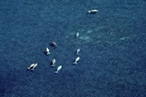 Dugong - aerial over bed of sea grass