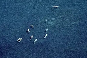 Dugong - aerial over bed of sea grass Shark Bay, Western Australia