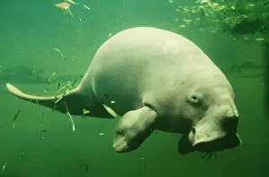 Dugong AU 1736 Dugong dugon © D. Parer & E. Parer-Cook / ARDEA LONDON