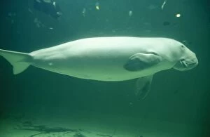Images Dated 14th July 2004: Dugong Australasian waters