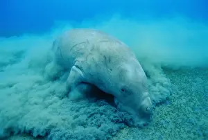 Dugong - feeding
