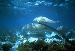 Calves Prints: Dugong - female and calf - Shark Bay, Australia