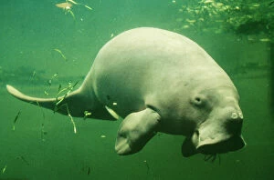 Fins Gallery: Dugong - side on, underwater
