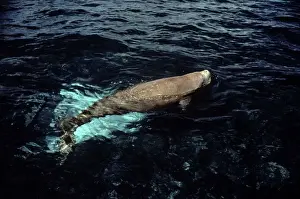 Dugong - surfacing - Shark Bay, W. Australia AU-1414