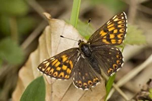 Burgundy Gallery: Duke of Burgundy Butterfly male basking in the sun